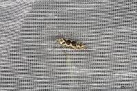 Ypsolopha sequella