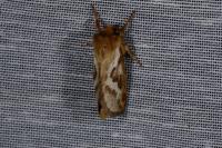 Korscheltellus lupulinus