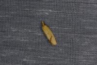 Agapeta hamana