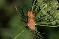 Triodia sylvina