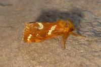 Phymatopus hecta