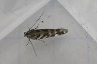 Aristotelia ericinella