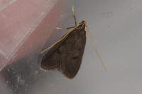 Eurodachtha siculella