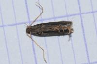 Eurodachtha siculella