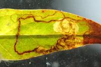 Fomoria septembrella