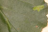 Phyllonorycter stettinensis