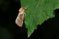 Triodia sylvina