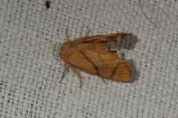 Apoda limacodes