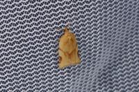 Paramesia gnomana