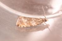 Celypha lacunana