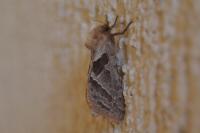 Triodia sylvina