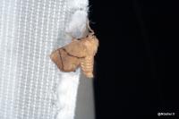 Apoda limacodes