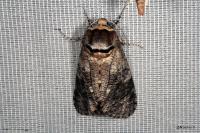 Cossus cossus