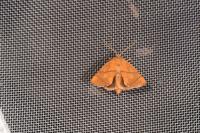 Apoda limacodes