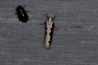 Ethmia bipunctella