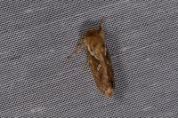 Korscheltellus lupulinus