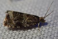 Celypha lacunana