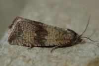 Celypha striana