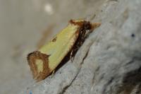 Agapeta zoegana