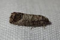 Cydia pomonella