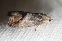 Cydia splendana