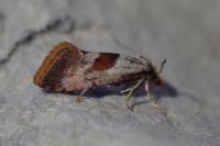 Falseuncaria ruficiliana