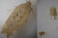 Bryotropha terrella