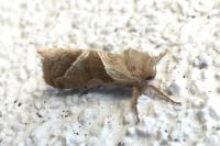 Triodia sylvina