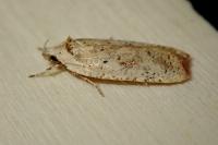 Agonopterix nervosa
