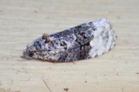 Apotomis betuletana