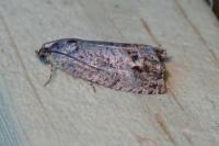 Cydia splendana