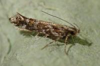 Aristotelia