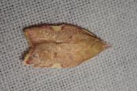 Carcina quercana