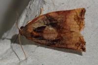 Archips podana