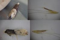 Trichophaga tapetzella