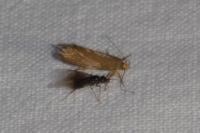 Crassa unitella