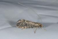 Nematopogon robertella