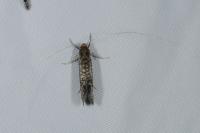 Nematopogon robertella