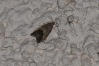 Cydia splendana