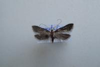 Lecithocera nigrana