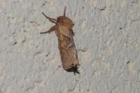 Triodia sylvina