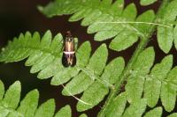Adela australis