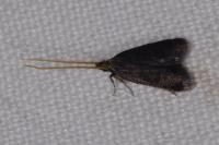 Lecithocera nigrana