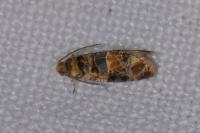 Lobesia botrana
