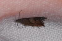 Dichrorampha acuminatana