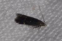 Aproaerema anthyllidella