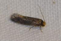 Cephimallota crassiflavella