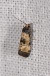 Neocochylis dubitana