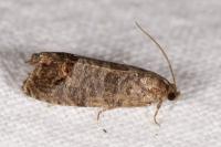 Cydia pomonella