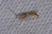 Phyllonorycter roboris